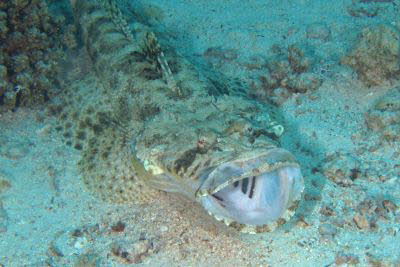 Gemeiner Krokodilfisch