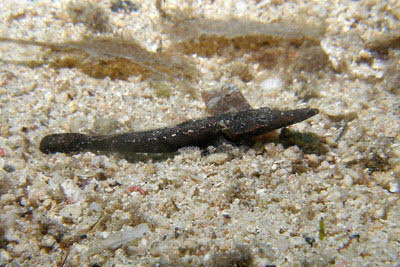 Gemeiner Krokodilfisch, juv.