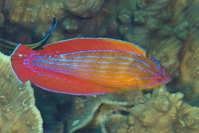 Rotmeer-Zwerglippfisch, m�nnl.