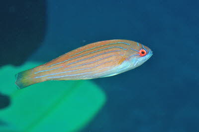 Rotmeer-Zwerglippfisch, weibl.