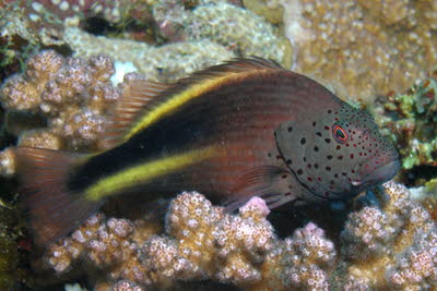 Forsters B�schelbarsch, ad.