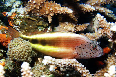 Forsters B�schelbarsch, ad.