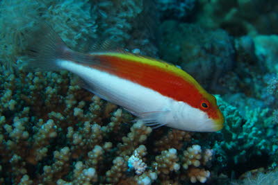 Forsters B�schelbarsch, juv.