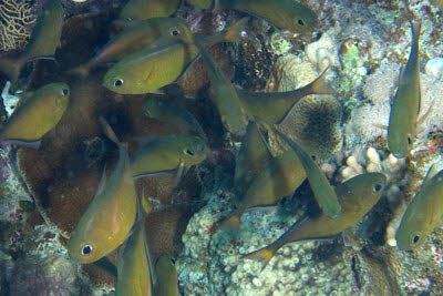 Blauflossen-Beilbauch