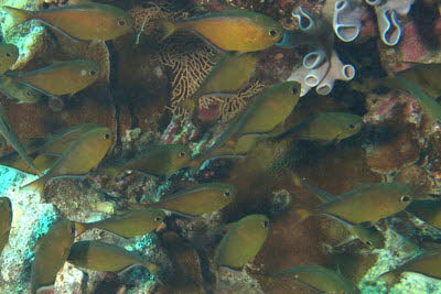 Blauflossen-Beilbauch