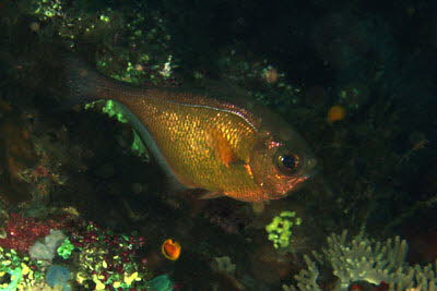 Schwarzrand-Beilbauch 