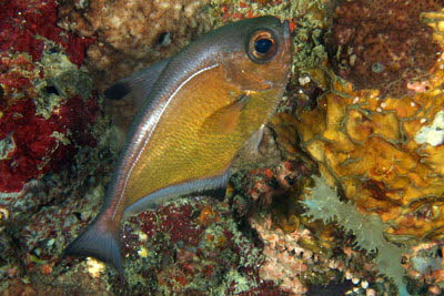 Schwarzrand-Beilbauch 