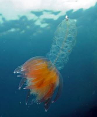 Tiefsee-Siphonophora 