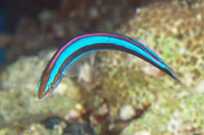 Blaustreifen-S�belzahnschleimfisch