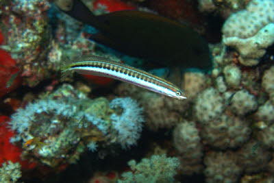 Piano-S�belzahnschleimfisch