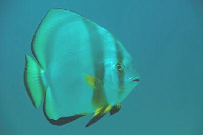 Goldener Fledermausfisch