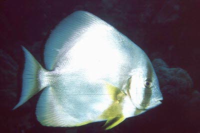 Rundkopf-Fledermausfisch, ad.