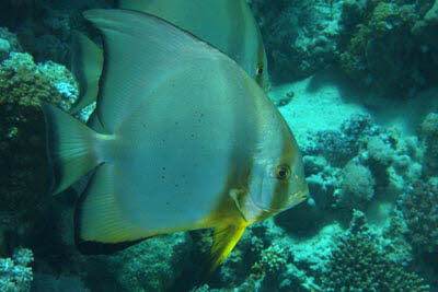 Langflossen-Fledermausfisch, ad.