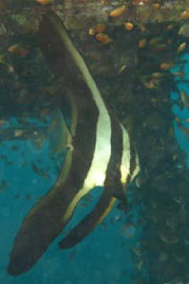 Langflossen-Fledermausfisch, juv.