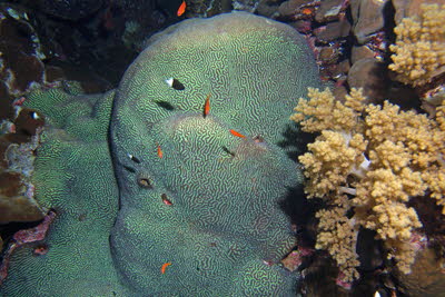 Hirn-Koralle