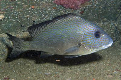 Orangetupfen-S��lippe