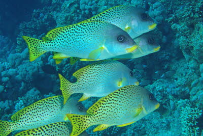 Schwarztupfen-S��lippe