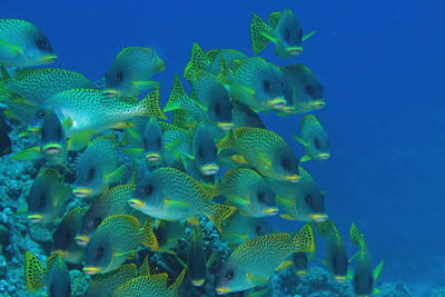 Schwarztupfen-S��lippe