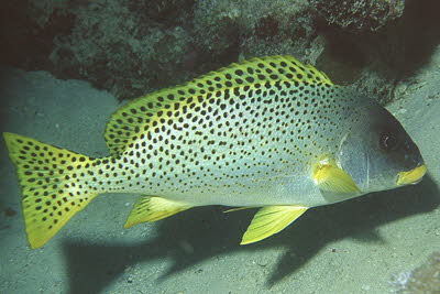 Schwarztupfen-S��lippe