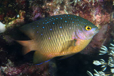 Juwelen-Riffbarsch