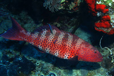 Rotmeer-Forellenbarsch