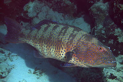 Rotmeer-Forellenbarsch