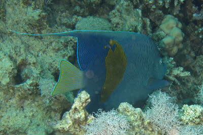 Arabischer Kaiserfisch 