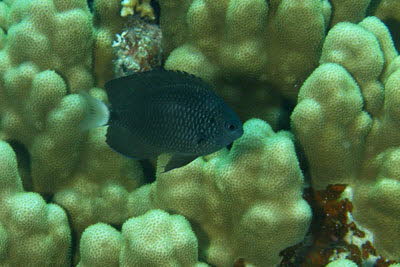 Nebelschwanz-Demoiselle