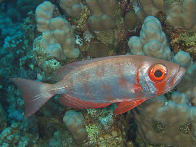 Riff-Groauge, rot/silber gebndert