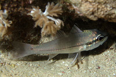 Strichpunkt-Kardinal