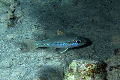 Strichpunkt-Kardinal