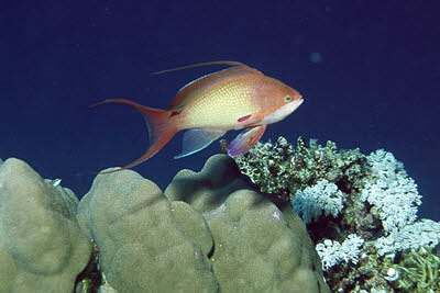 Juwelen-Fahnenbarsch, m�nnl.