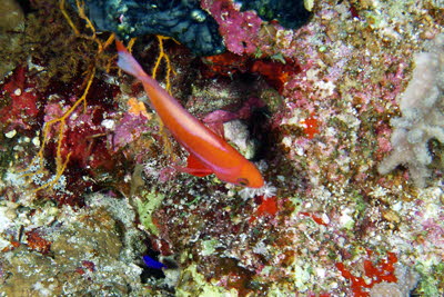 Rotmeer-Fahnenbarsch, weibl.