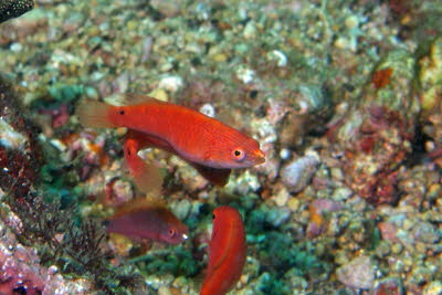 Wei�bart-Zwerglippfisch