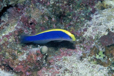 Gelbr�cken-Zwergbarsch