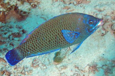 Mei�elzahn-Lippfisch, semiad.