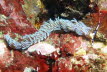 Schlangen-Fadenschnecke