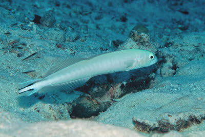 Arabische Torpedogrundel