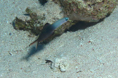 Scherenschwanz-Torpedogrundel