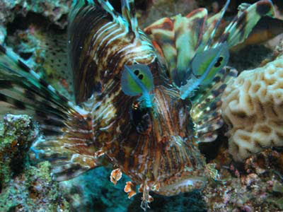 Indischer Rotfeuerfisch