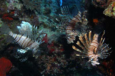 Indischer Rotfeuerfisch