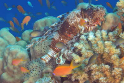 Indischer Rotfeuerfisch 