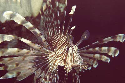 Indischer Rotfeuerfisch