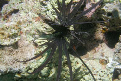 Indischer Rotfeuerfisch, juv.