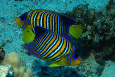 Pfauenaugen-Kaiserfisch