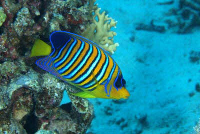 Pfauenaugen-Kaiserfisch