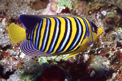 Pfauenaugen-Kaiserfisch