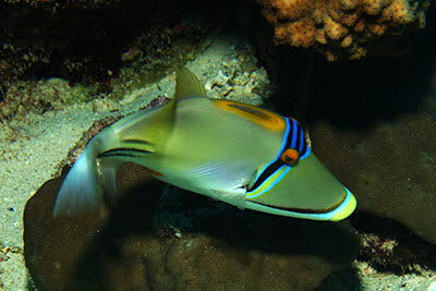 Rotmeer-Picassodr�cker