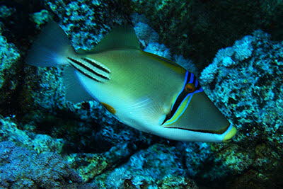 Rotmeer-Picassodr�cker