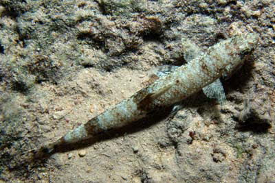 Marmor. Eidechsenfisch